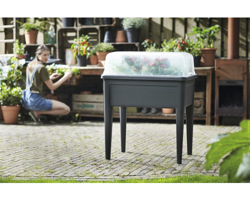 tote babys im blumenkasten Blumentopf - Sonnenblume main image 0