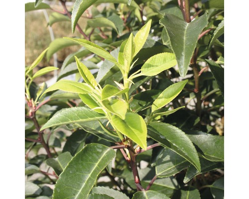 Detailaufnahme einer Kirschlorbeerpflanze mit Blättern