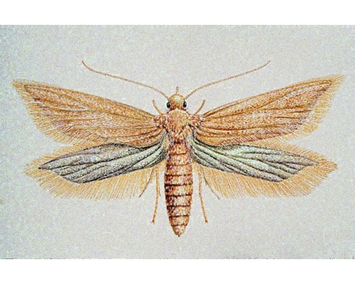 Abbildung einer Kleidermotte