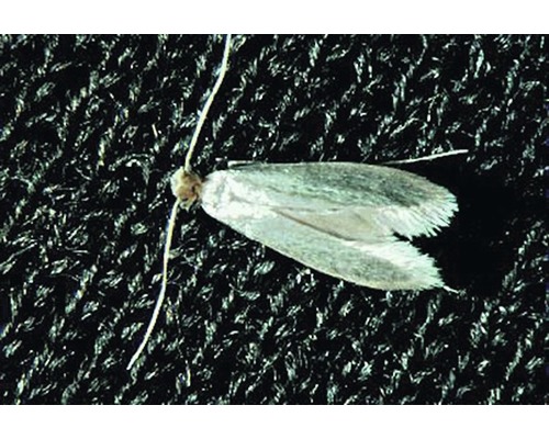 Kleidermotte auf dunklem Untergrund