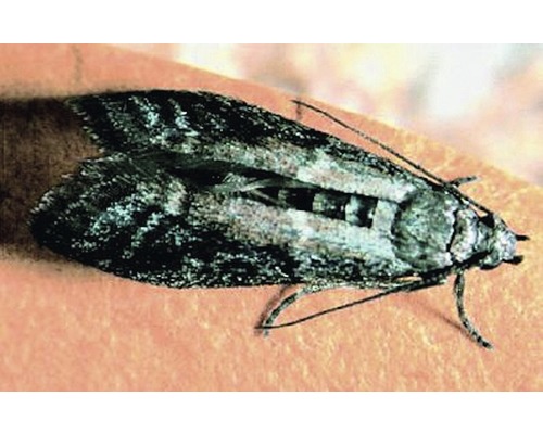 Lebensmittelmotteninsekt auf der Haut