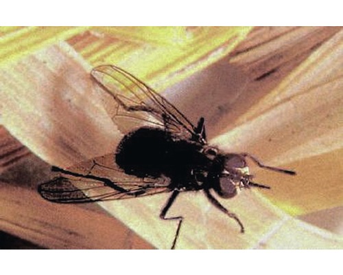 Nahaufnahme einer Stubenfliege auf einer Oberfläche