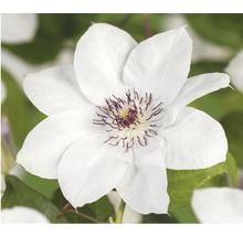 Weiße Clematisblüte mit dunklen Akzenten