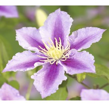Nahaufnahme einer Clematis Blüte