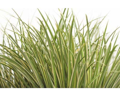 Ziergras mit gestreiften Blättern für den Garten