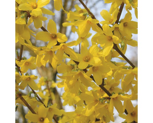 Goldglöckchen FloraSelf Forsythia intermedia 'Week End'® H 80-100 cm Co 10 L Nahaufnahme von Forsythienblüten am Strauch