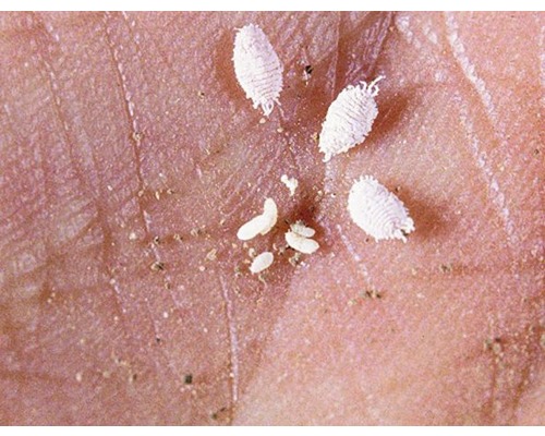 Nahaufnahme von Schädlingen auf einer Hand