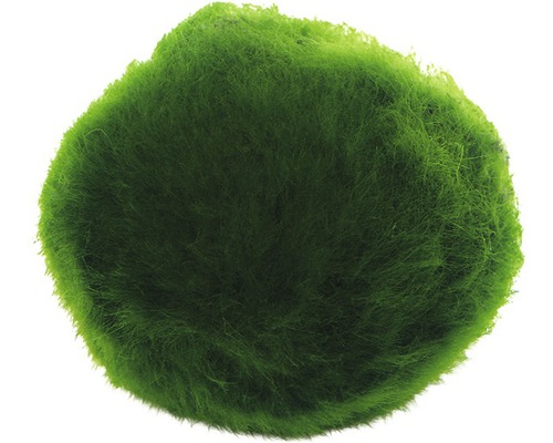 Moosball für Aquarien