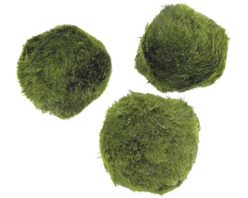 Drei grüne Moosbälle für Aquarien