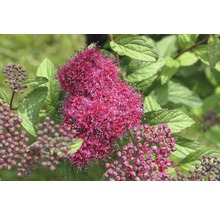 Blüte des Spierstrauchs mit Blättern