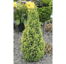 gelbe Scheinzypresse FloraSelf Chamaecyparis lawsoniana 'Ellwood's Gold' H 20-30 cm Co 2 L