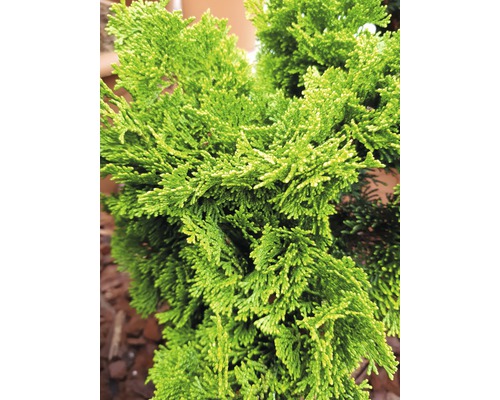 Nahaufnahme einer Zypresse mit grünen Blättern.