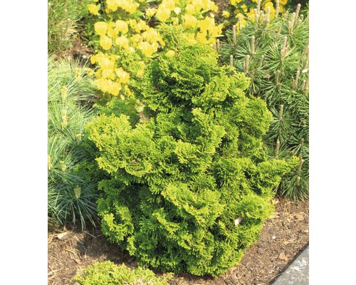 Kugelzypresse im Gartenbeet