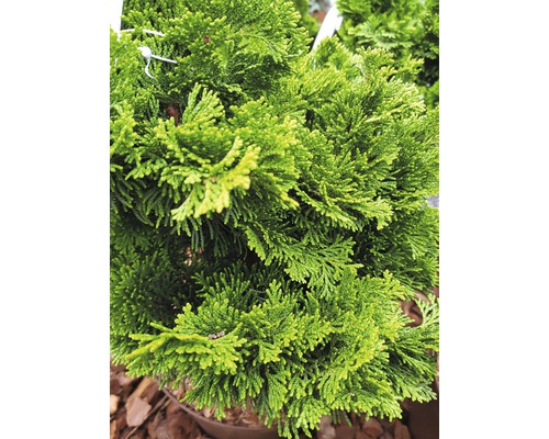 Nahaufnahme einer grünen Zypresse