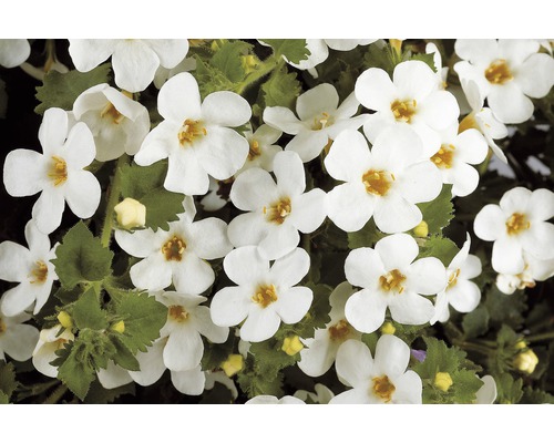 Bachblume mit weißen Blüten