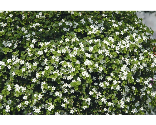 Blühende Sutera-Pflanze mit kleinen weißen Blüten und grünen Blättern.