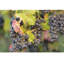 Bio Weintraube Tafeltraube FloraSelf Bio Vitis vinifera 'Regent' Co 3 L-thumb-2