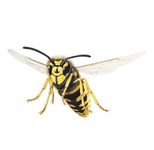 Illustration einer Wespe im Flug