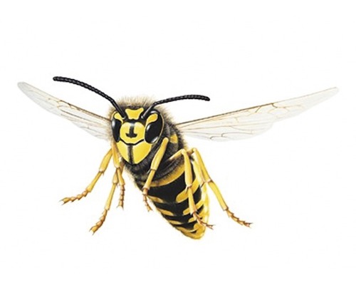 Illustration einer Wespe im Flug