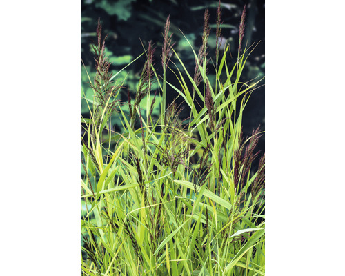 Pfeifengras im Garten