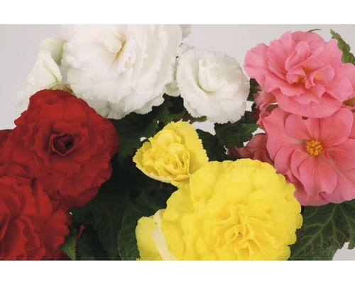 Begonien mit mehrfarbigen Blüten