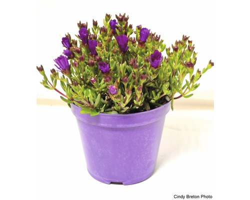Delosperma Pflanze in einem Topf