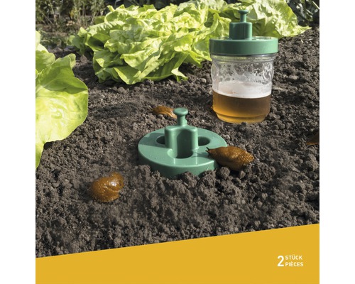 Zwei Schneckenfallen im Gemüsegarten mit Salatpflanzen.
