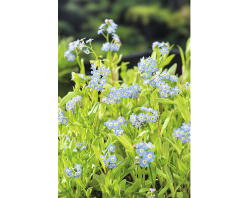 Vergissmeinnicht-Blumen mit grünen Blättern