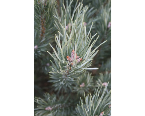 Nahaufnahme von Kiefernnadeln mit Zapfen