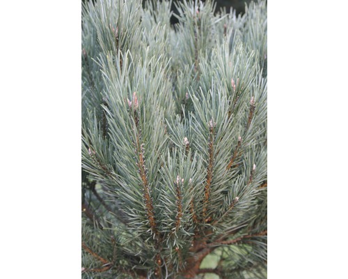 Detailaufnahme einer Zirbelkiefer mit Nadeln