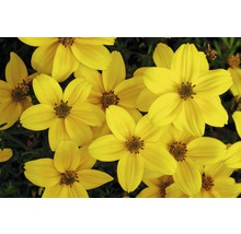 Nahaufnahme von gelben Goldmarie-Blüten