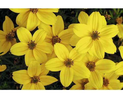 Nahaufnahme von gelben Goldmarie-Blüten