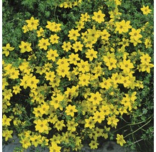 Bidens-Pflanze mit gelben Blüten
