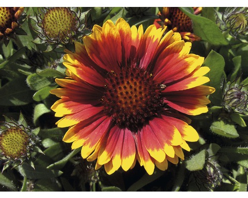 Blüte einer Kokardenblume im Nahbereich