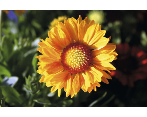 Nahaufnahme einer Kokardenblume im Garten
