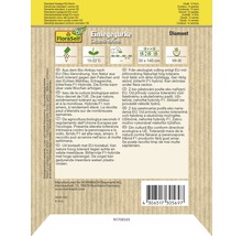 Samenpackung Einlegegurke Cucumis sativus Diamant