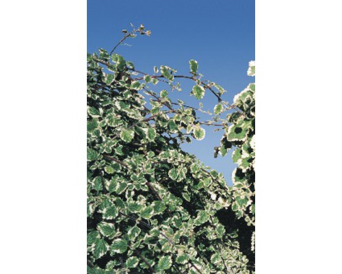 Blätter einer Zierpflanze vor blauem Himmel