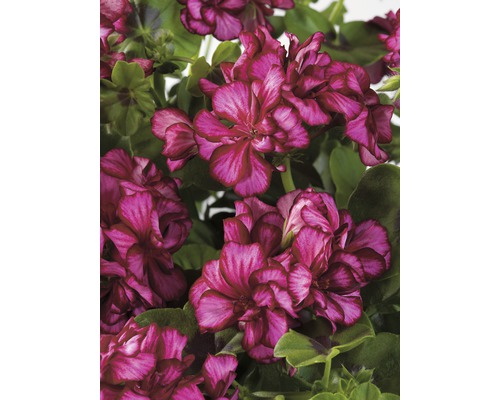 Hängegeranie FloraSelf Pelargonium peltatum Ø 12 cm Topf zufällige Sortenauswahl