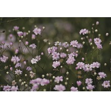 Kriechendes Schleierkraut Gypsophila repens 'Rosenschleier' H 5-40 cm Co 0,5 L-thumb-0