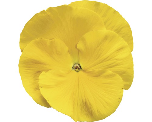 Gelbes Stiefmütterchen Nahaufnahme