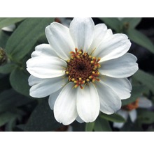 <p>Zinnie FloraSelf Zinnia elegans Ø 12 cm Topf verschiedene Sorten</p>