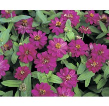 <p>Zinnie FloraSelf Zinnia elegans Ø 12 cm Topf verschiedene Sorten</p>