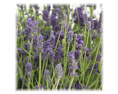 Nahaufnahme von blühendem Lavendel