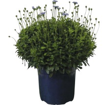 Blaues Gänseblümchen in einem Topf
