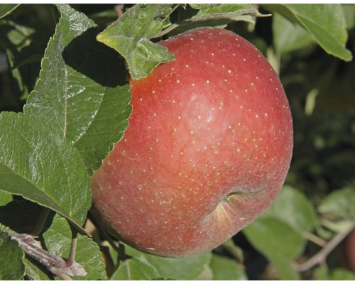 Bio Winterapfel FloraSelf Bio Malus domestica 'Goldparmäne' H 120-150 cm Co 7,5 L