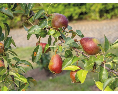 Bio Birnbaum FloraSelf Bio Pyrus communis 'Rote Williams Christbirne'  Stammhöhe ca. 60 cm. Gesamthöhe 130-150 cm Co 7,5 L Busch