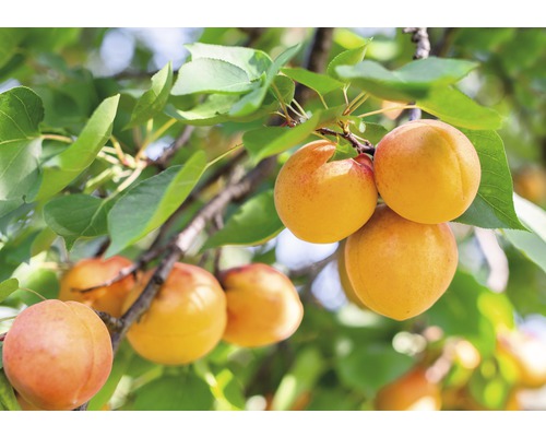 Aprikose Nancy FloraSelf Prunus armeniaca 'Nancy' H 130-150 cm Co 6 L selbstfruchtend