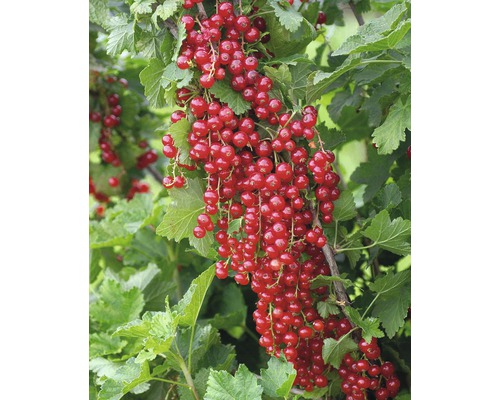 Johannisbeeren Johannisbeerstrauch kaufen bei HORNBACH