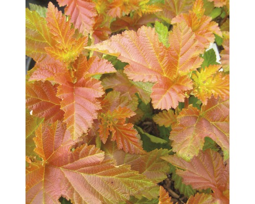 Blasenspiere FloraSelf Physocarpus opulifolius 'Amber Jubilee' H 100-125 cm Co 18 L