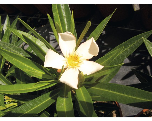 Oleander mit Blüte und Blättern